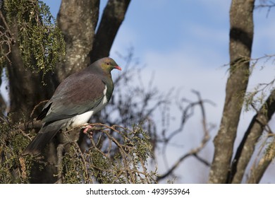 New Zealand Pigeon Birds In Te Anua Lake Fiordland National Park 