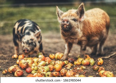 New Zealand piglets eat apples. - Powered by Shutterstock