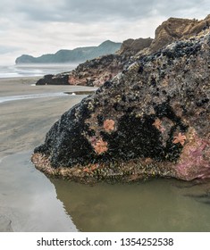 New Zealand Piha Images Stock Photos Vectors Shutterstock