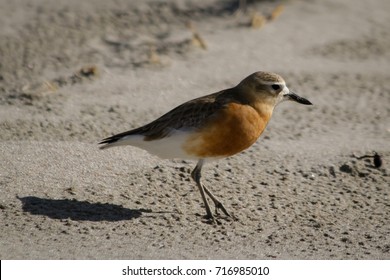 New Zealand Plover