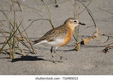 New Zealand Plover