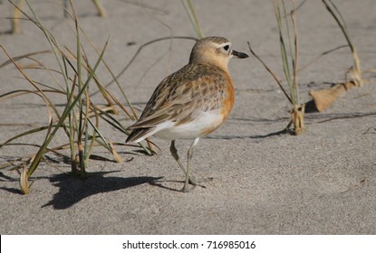 New Zealand Plover