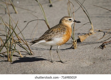 New Zealand Plover