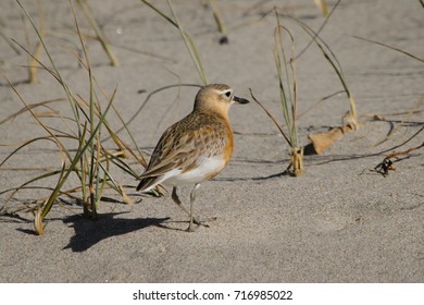 New Zealand Plover