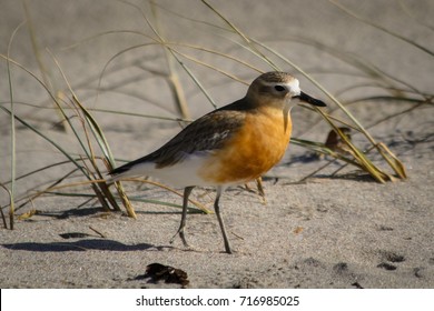 New Zealand Plover