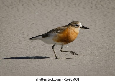 New Zealand Plover