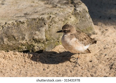 New Zealand Plover Basking On Sand