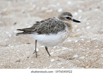 New Zealand Plover Or Dotterel