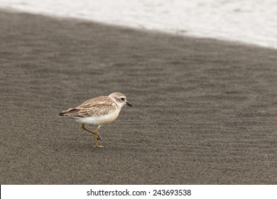 New Zealand Plover On Sandy Beach