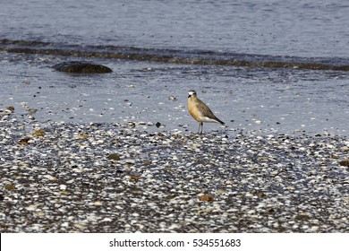 New Zealand Plover, A Very Rare Bird.