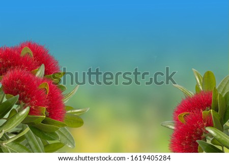 New Zealand Pohutukawa tree flowers and green leaves background