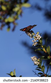 New Zealand Red Admiral Butterfly Kahukura Stock Photo 2160938823 ...