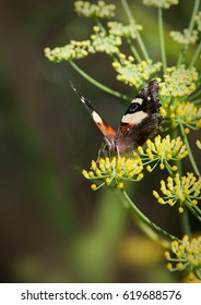 New Zealand Red Admiral Butterfly