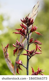 New Zealand Red Flax Flowers