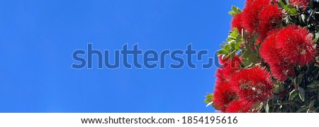New Zealand red pohutukawa tree flowers with blue sky in the background