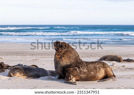 New Zealand Sea Lions inhabit the waters around New Zealand. They can be reliably spotted on a few haul out beaches on the Otago Peninsula and the Catlins. 