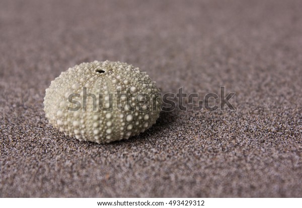 New Zealand Sea Urchin Kina Shell Stock Image Download Now