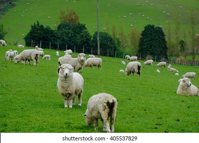 New Zealand Sheep Farm