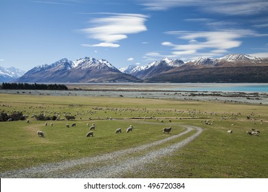 New Zealand Sheep Farm And Mountain Cook  Background.