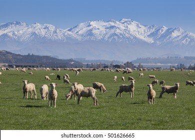 New Zealand Sheep Farm And Mountain Background.