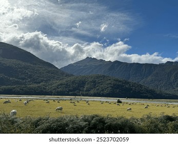 New Zealand Sheep in a mountain valley  - Powered by Shutterstock