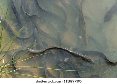 New Zealand Shortfin Eels Feeding Shallow Water in River