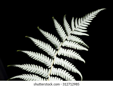 New Zealand silver fern (Cyathea dealbata)