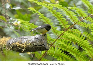 New Zealand South Island Tomtit bird in the woods