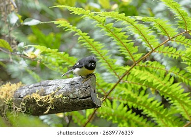 New Zealand South Island Tomtit bird in the woods