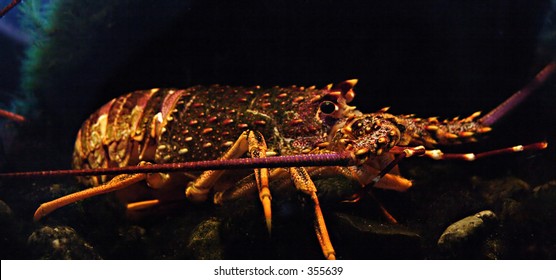 New Zealand Spiny Rock Lobster (jasus Edwardsii), Also Known Locally As A Crayfish.