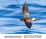 New Zealand Storm Petrel (Fregetta maoriana), a critically endangered seabird species endemic to New Zealand. Flying above the ocean surface.