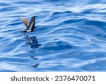 New Zealand Storm Petrel (Fregetta maoriana), a critically endangered seabird species endemic to New Zealand. Flying above the ocean surface.