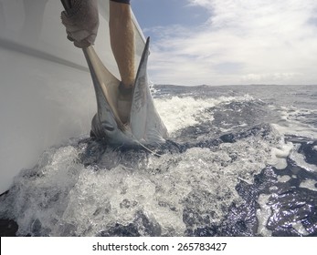 New Zealand Striped Marlin