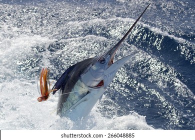 New Zealand Striped Marlin