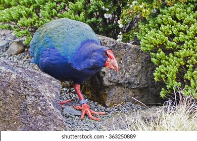 New Zealand Takahe