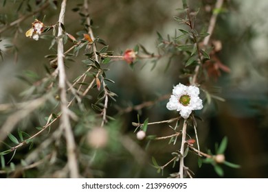 New Zealand Tea Tree Blooming On A Branch