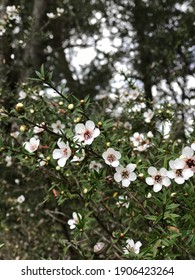 New Zealand Tea Tree Blossom Branch