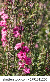 New Zealand Tea Tree Bush With Pink Flowers In Bloom