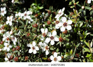 New Zealand Tea Tree Flower,commonly Called Manuka,