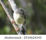 New Zealand Tomtit female cute