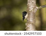 New Zealand Tomtit is subdivided into five subspecies. This illustrates South Island Tomtit. Has slightly stronger markings than north Island specie