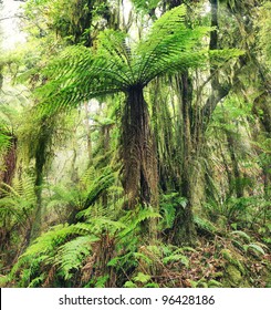 The New Zealand Tree Fern