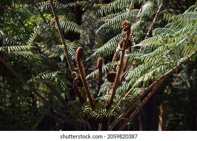 A New Zealand tree fern with dark green fronds and iconic koru elements