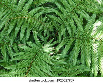 New Zealand Tree Fern, Dicksonia Squarrosa