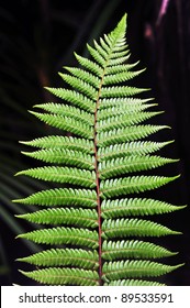 New Zealand tree fern (Dicksonia Squarrosa) isolated on black background. No people. Copy space 