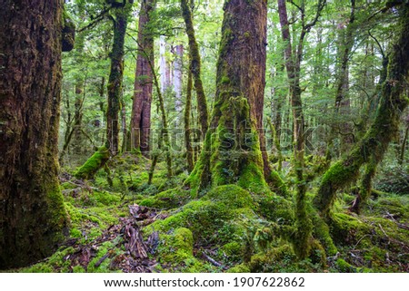 Similar – Image, Stock Photo Big old trunk in rainforest on Vancouver island, Canada