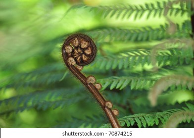 New Zealand Typical Native Plant