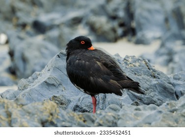 A New Zealand Variable Oystercatcher bird resting on a rock