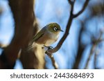 New Zealand Waxeye bird, also called Silvereye or Tauhou, perched gracefully on a branch, its vibrant plumage catching the light. A welcome visitor in the garden. 