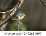 New Zealand Waxeye bird, also called Silvereye or Tauhou, perched gracefully on a branch, its vibrant plumage catching the light. A welcome visitor in the garden. 